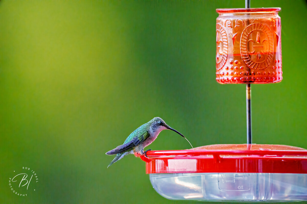 Hummingbird 090423-20-Edit-Edit-Edit.jpg
