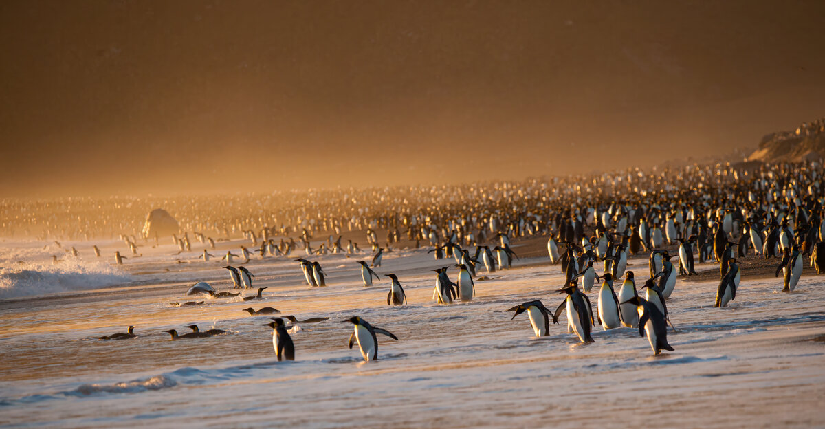 Hundreds of King penguins entering surf.jpg