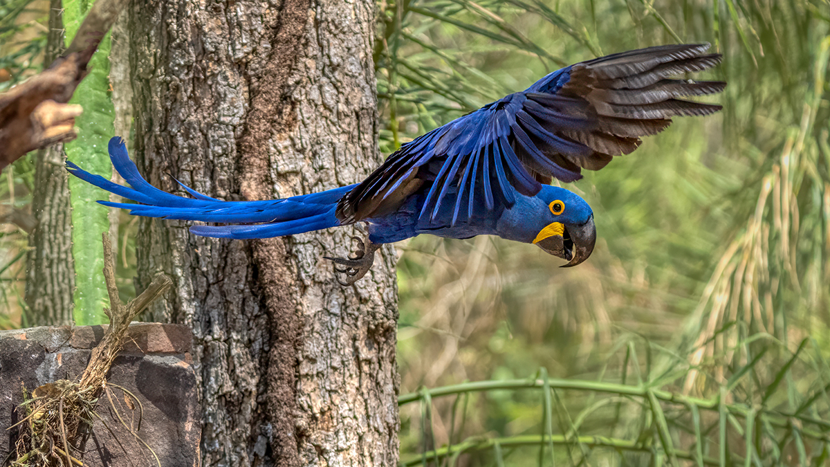 hyacants macaw.jpg