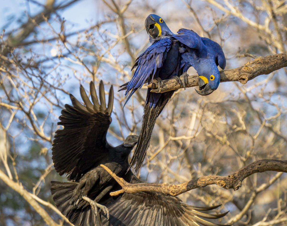 Hyacinth Macaw-01674-Edit.jpg