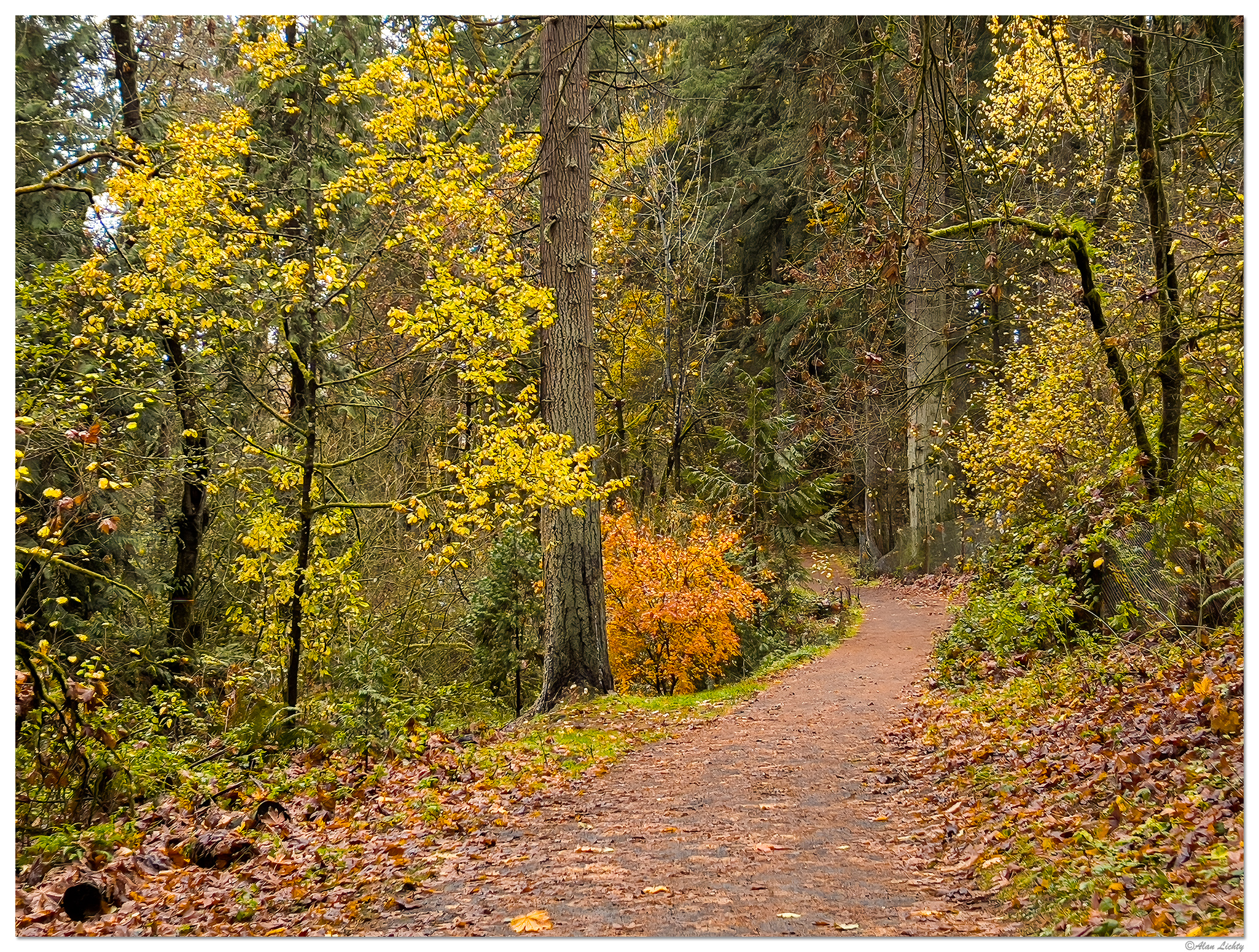 i13P_CougarCreekTrail111421.jpg