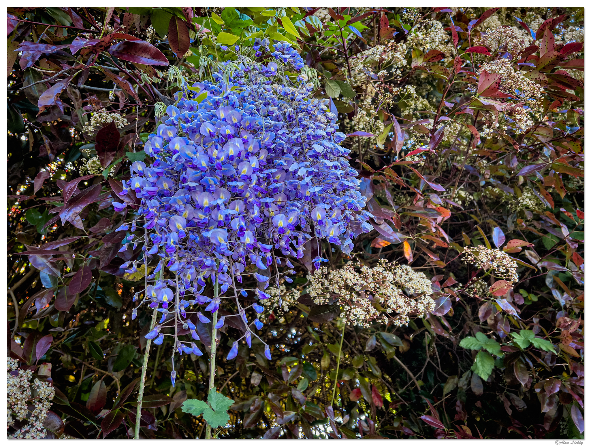 i13P_FencerowBlooms052222.jpg