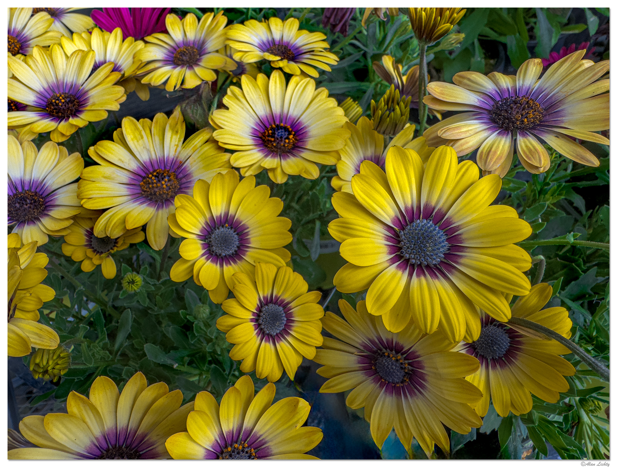 i15P_BlueEyedDaisy042624.jpg