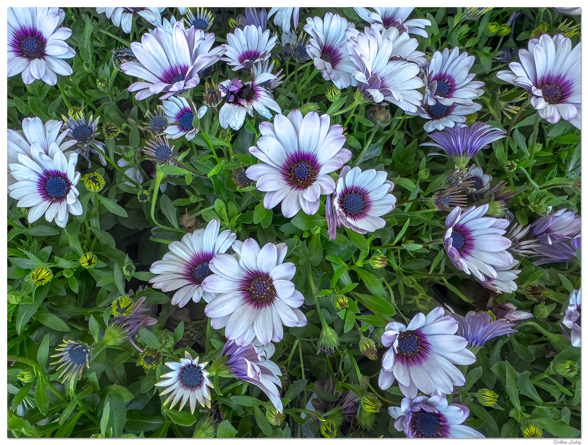 i15P_CapeMargueriteDaisy041724.jpg