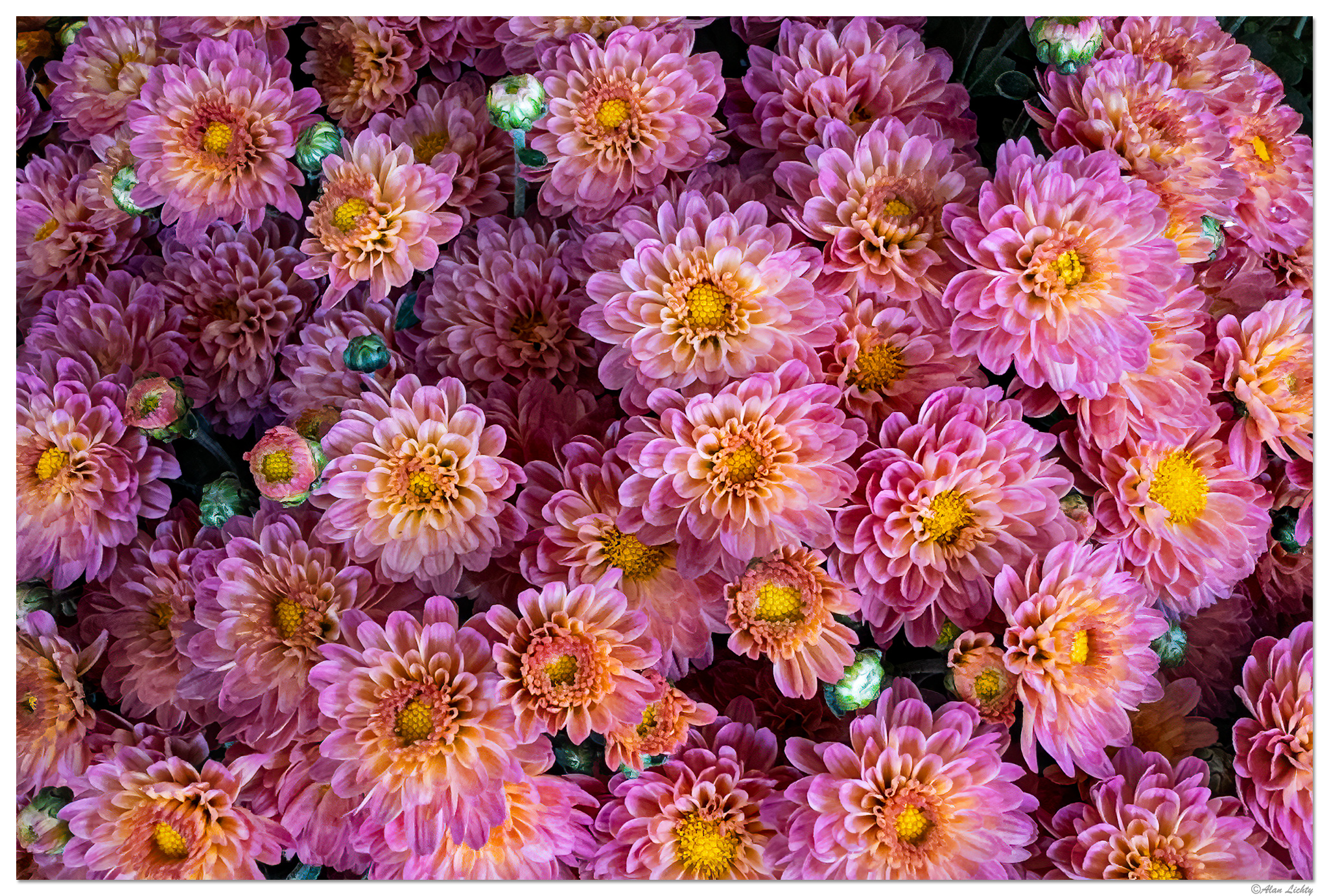 i15P_FFMums081824.jpg