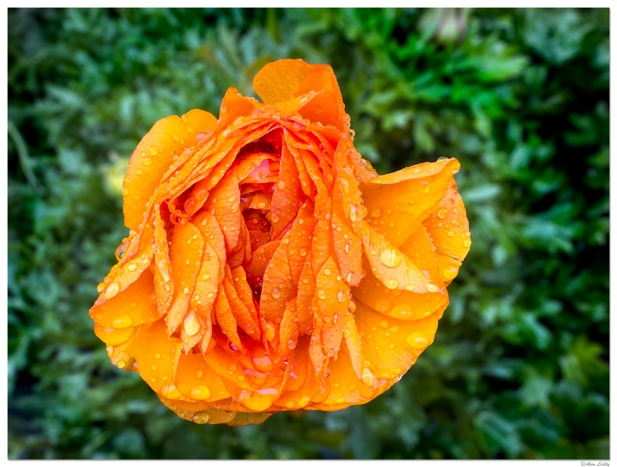 i15P_FFPoppy1020926.jpg