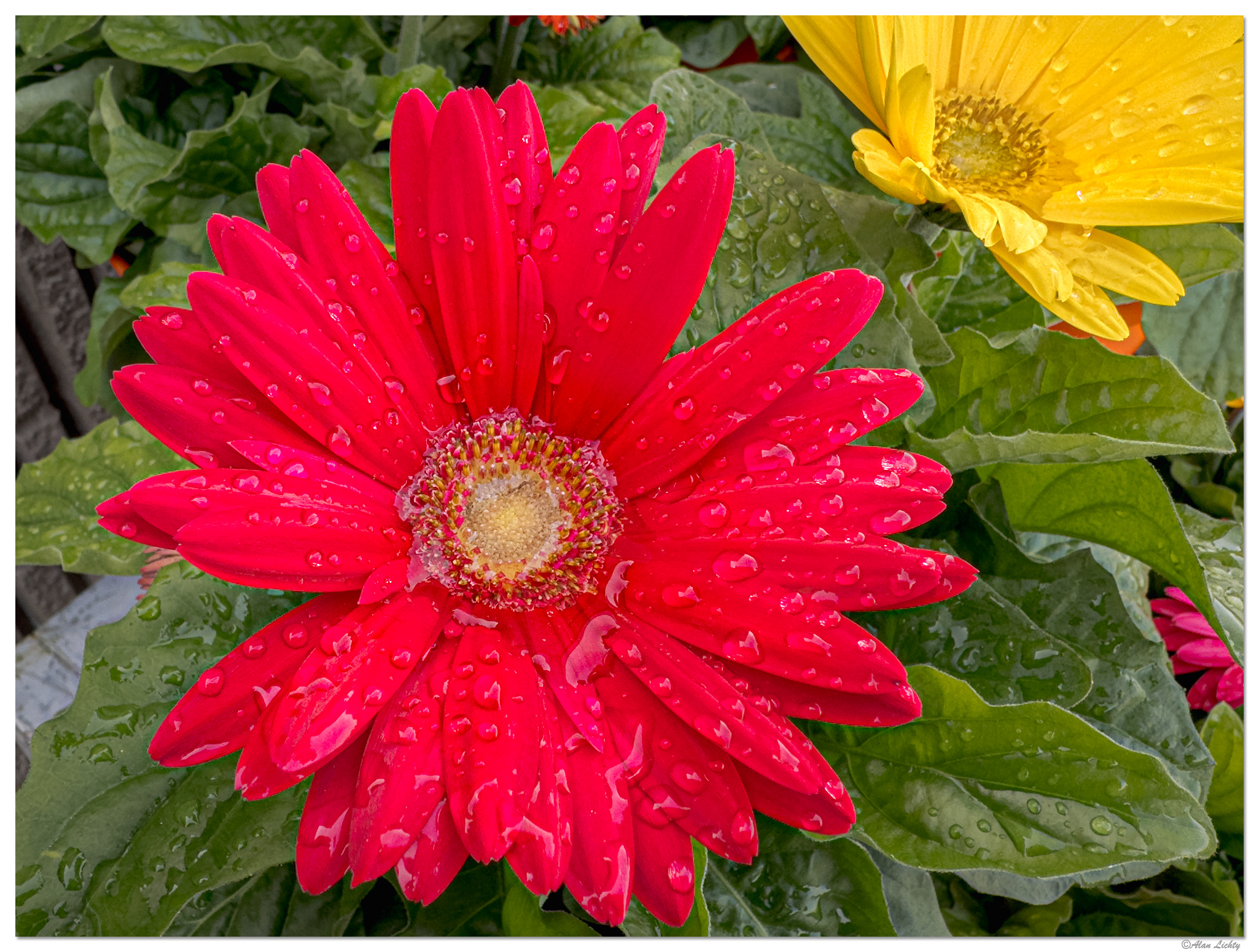 i15P_FMDaisy041224.jpg