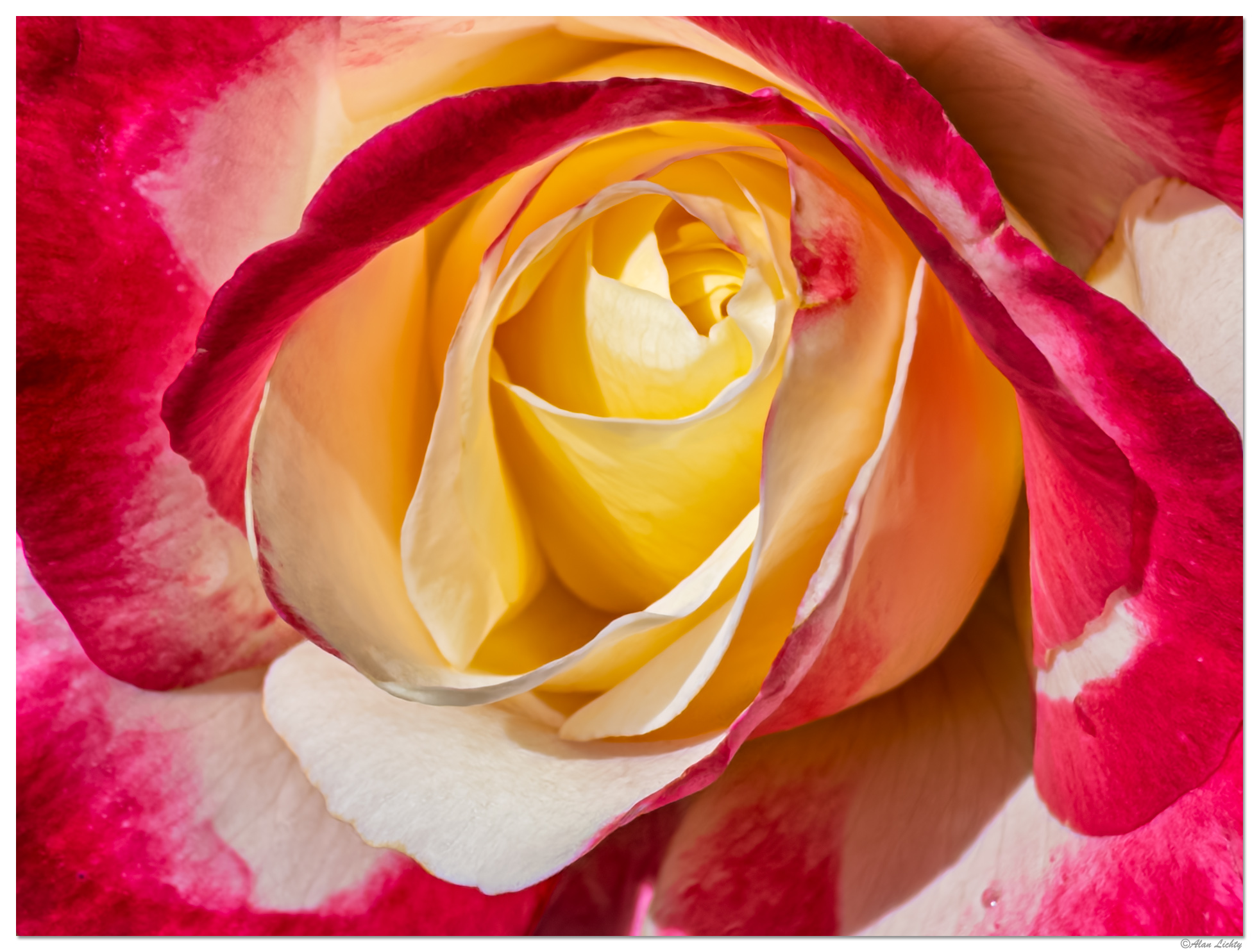i15P_HeartOfTheRose080825.jpg