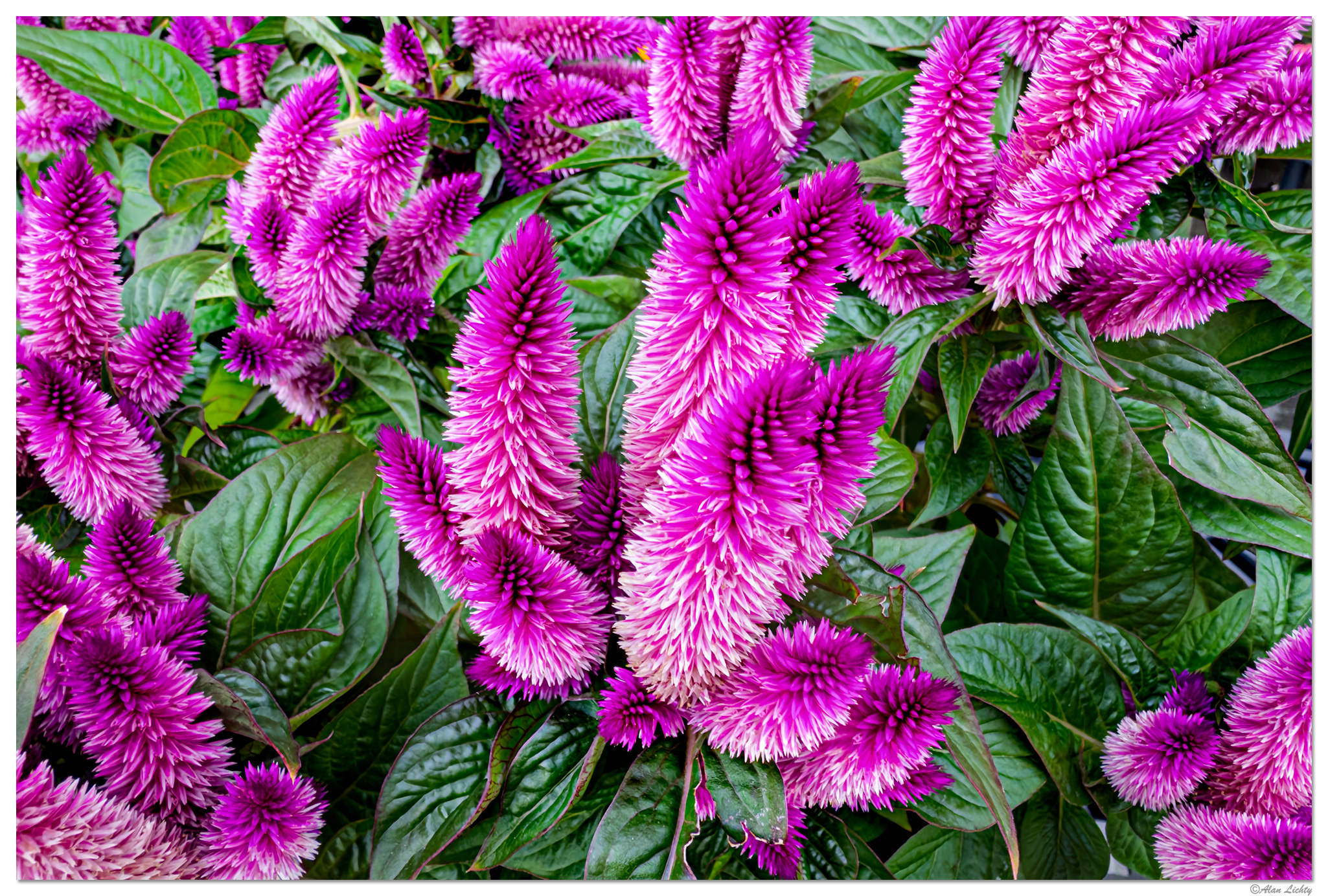 i15P_Indigo_Celosia071525.jpg