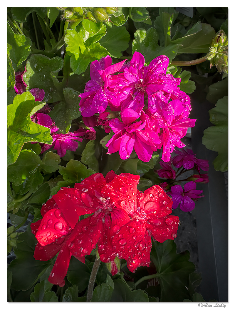 i15P_LinearGeraniums041224.jpg