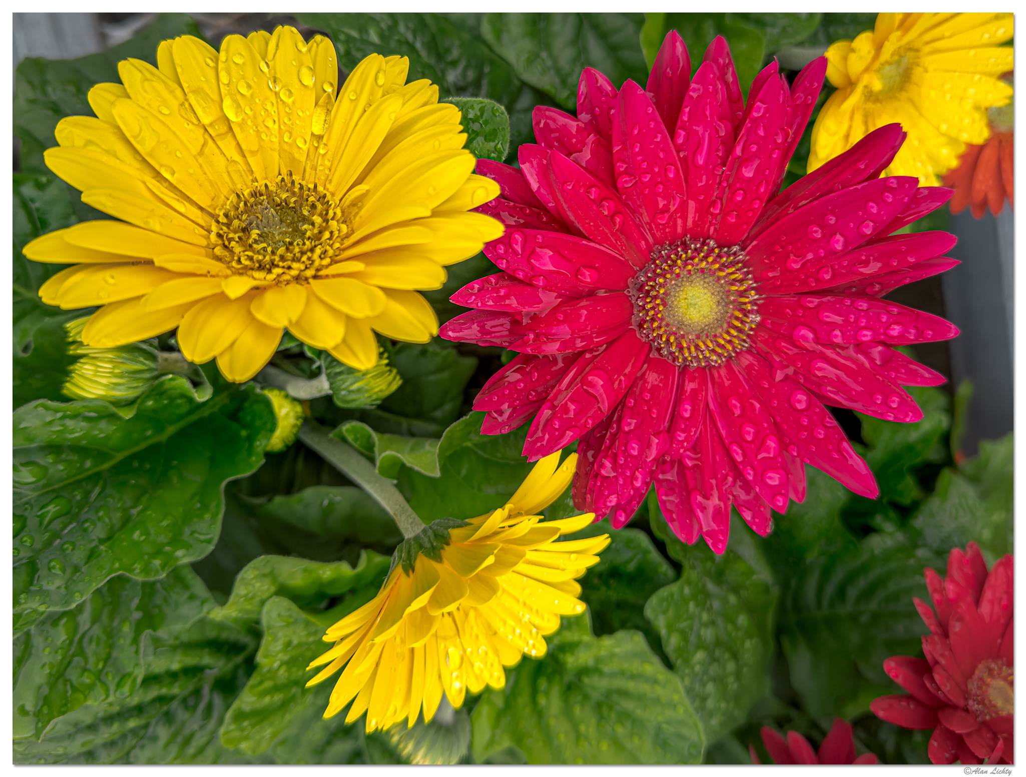 i15P_MissDaisyFM041224-3.jpg
