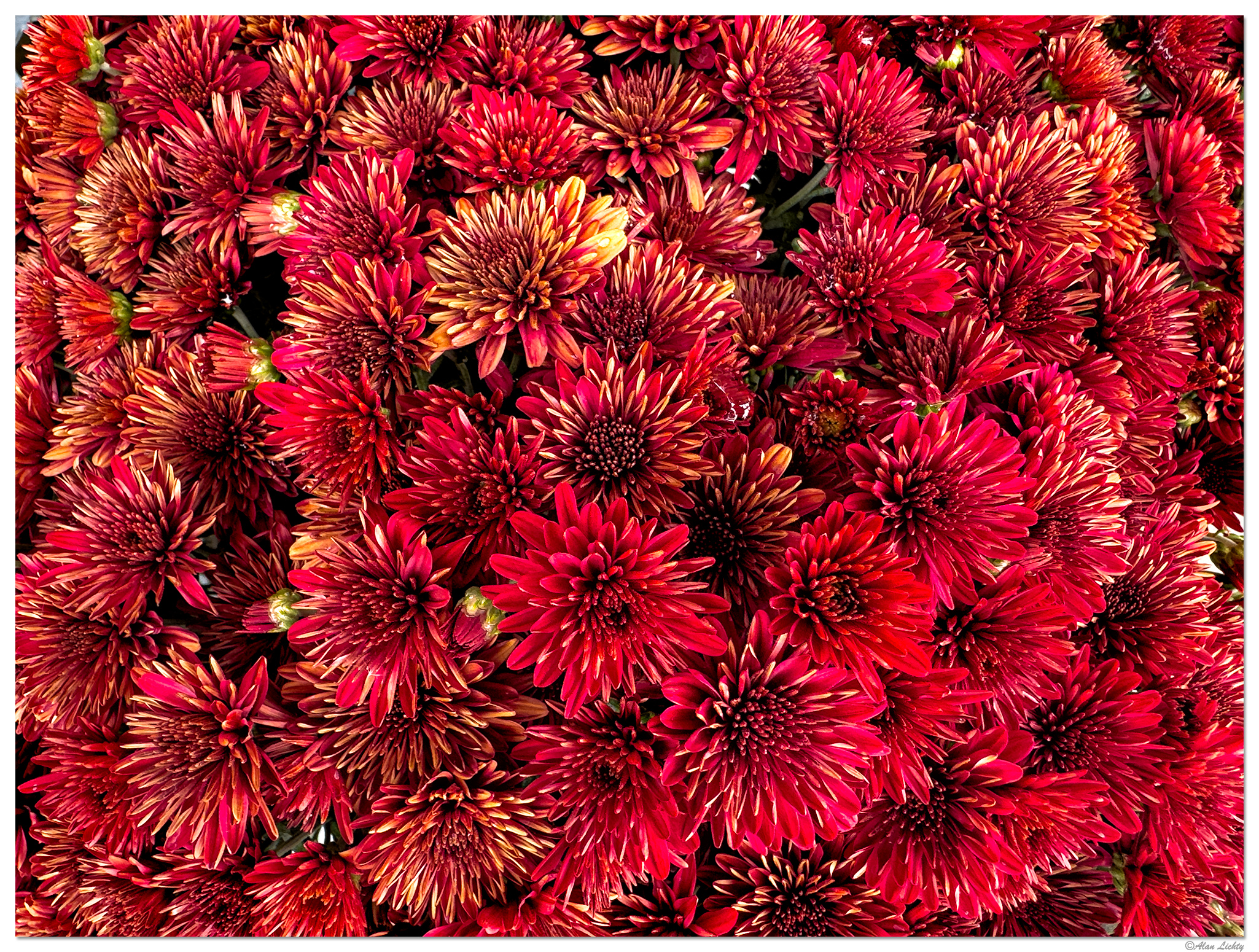 i15P_Mums081426.jpg