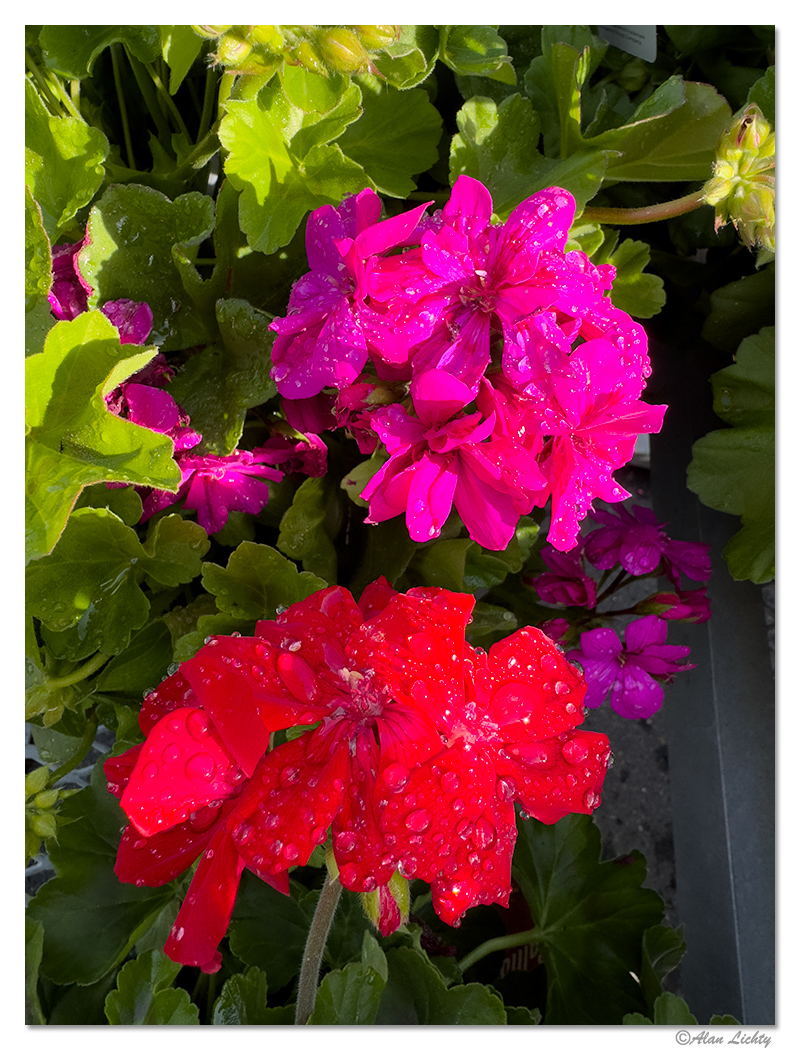 i15P_NonLinearGeraniums041224.jpg