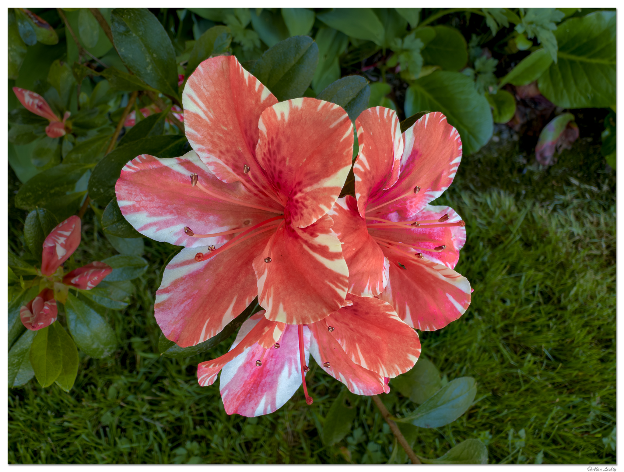 i15P_PI_FYAzalea042526.jpg