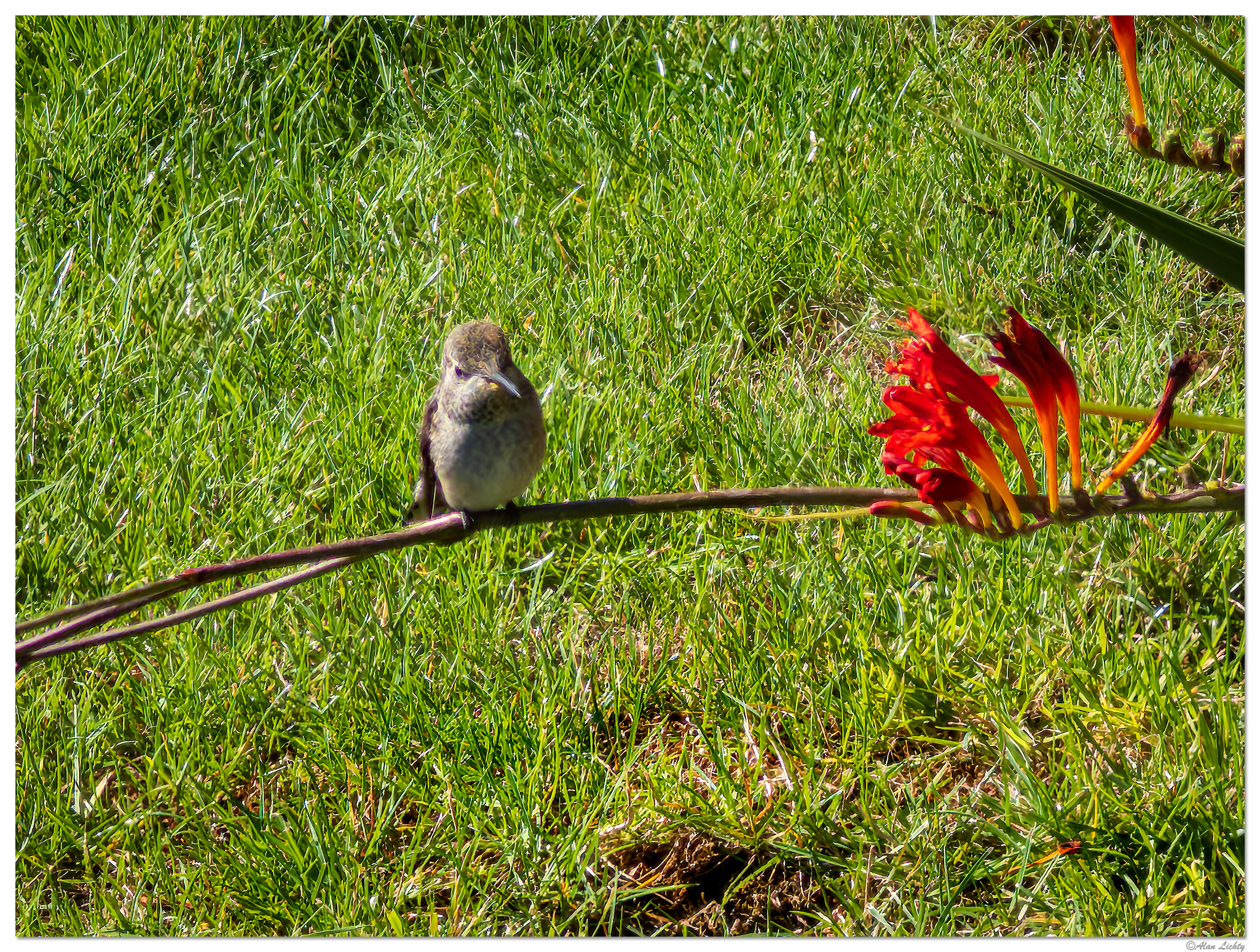 i15P_PI_Hummer1072825.jpg