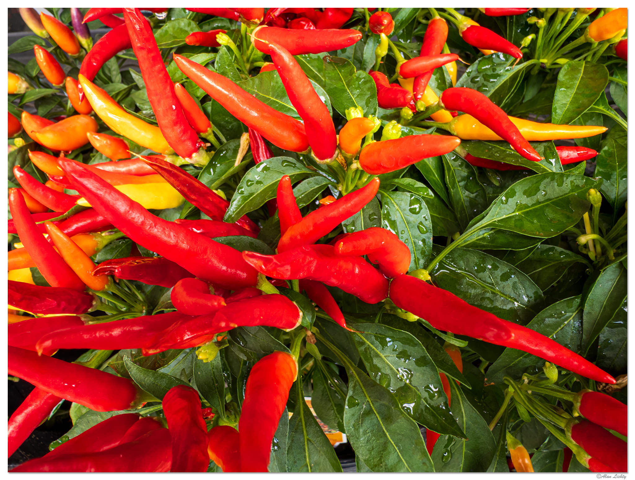 i15P_PI_MedusaPepper082725.jpg