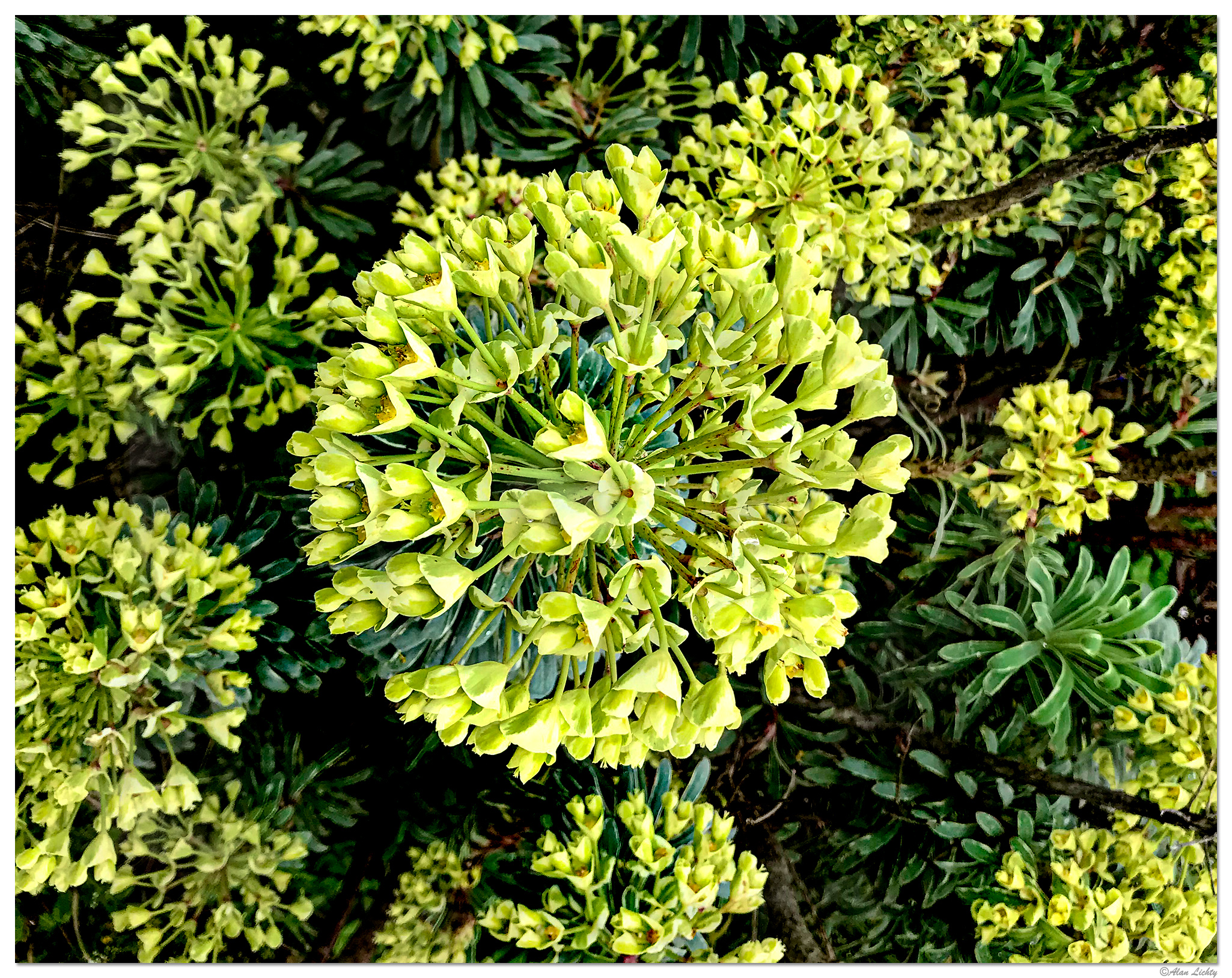 i7P_Spurge032719.jpg