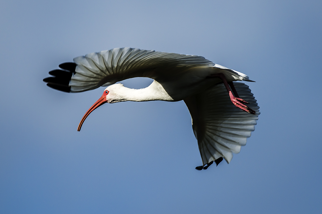 Ibis (1 of 1).jpg