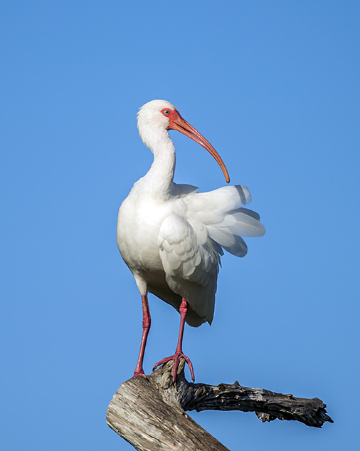 Ibis in a tree (1 of 1).jpg