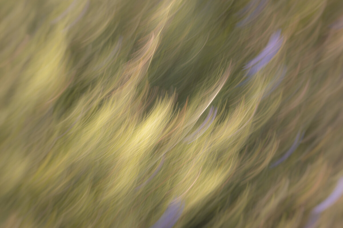 ICM---1.jpg