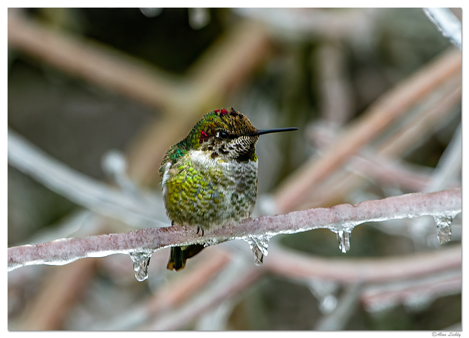 IcyHummer122422.jpg