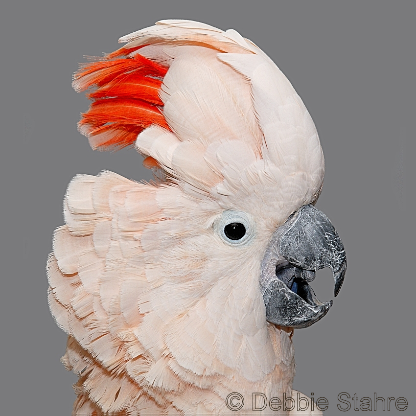 Image2Coaster.jpg