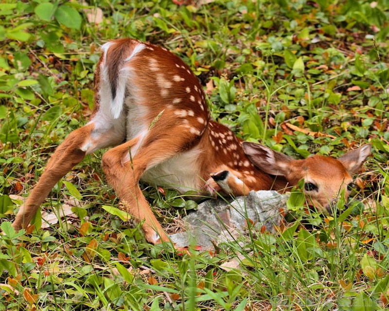 IMG_15921FawnDown.jpg