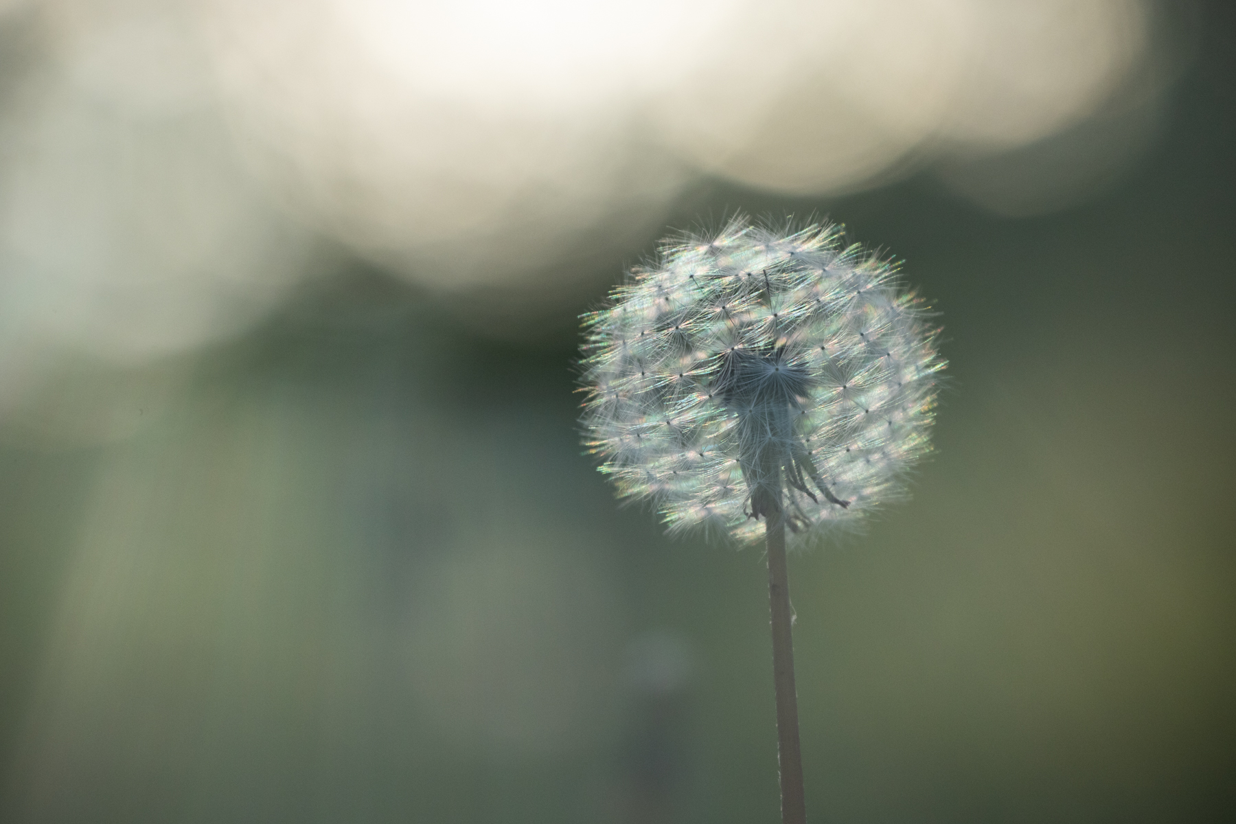 Dandelion Dream Focal World