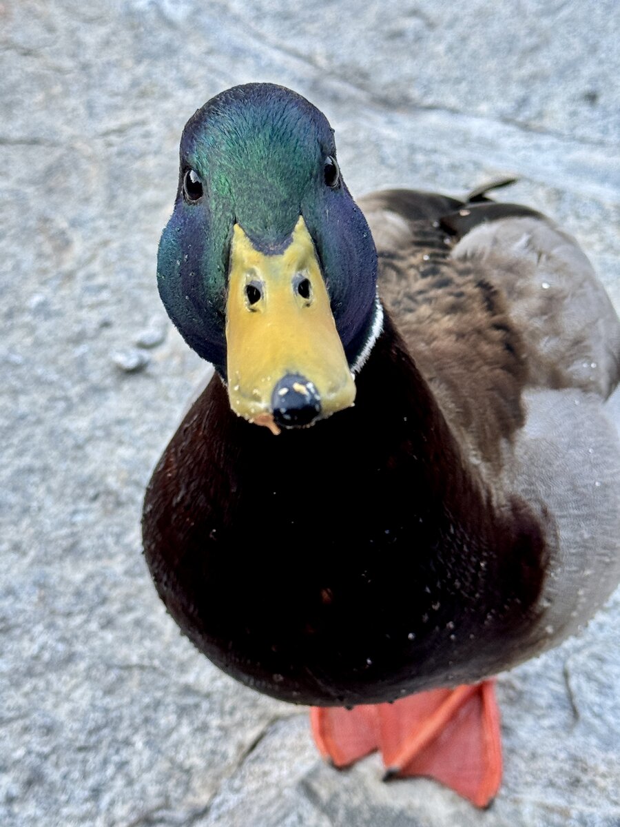IMG_5837.jpeg