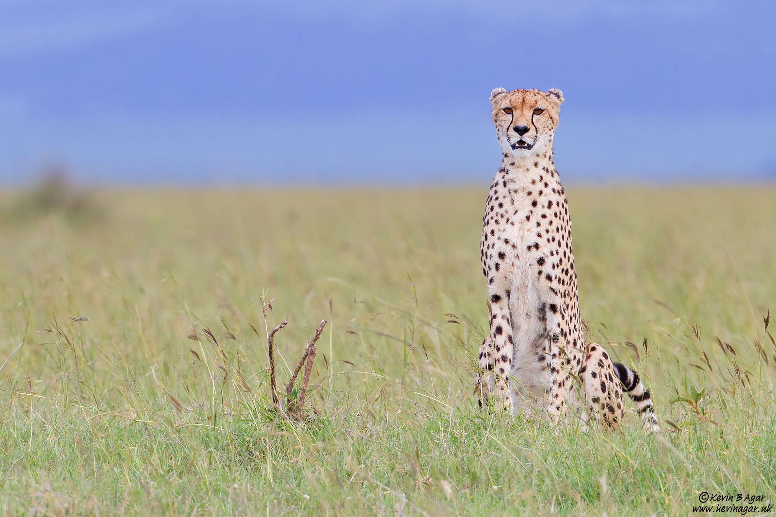 Cheetah, Acinonyx jubatus | Focal World