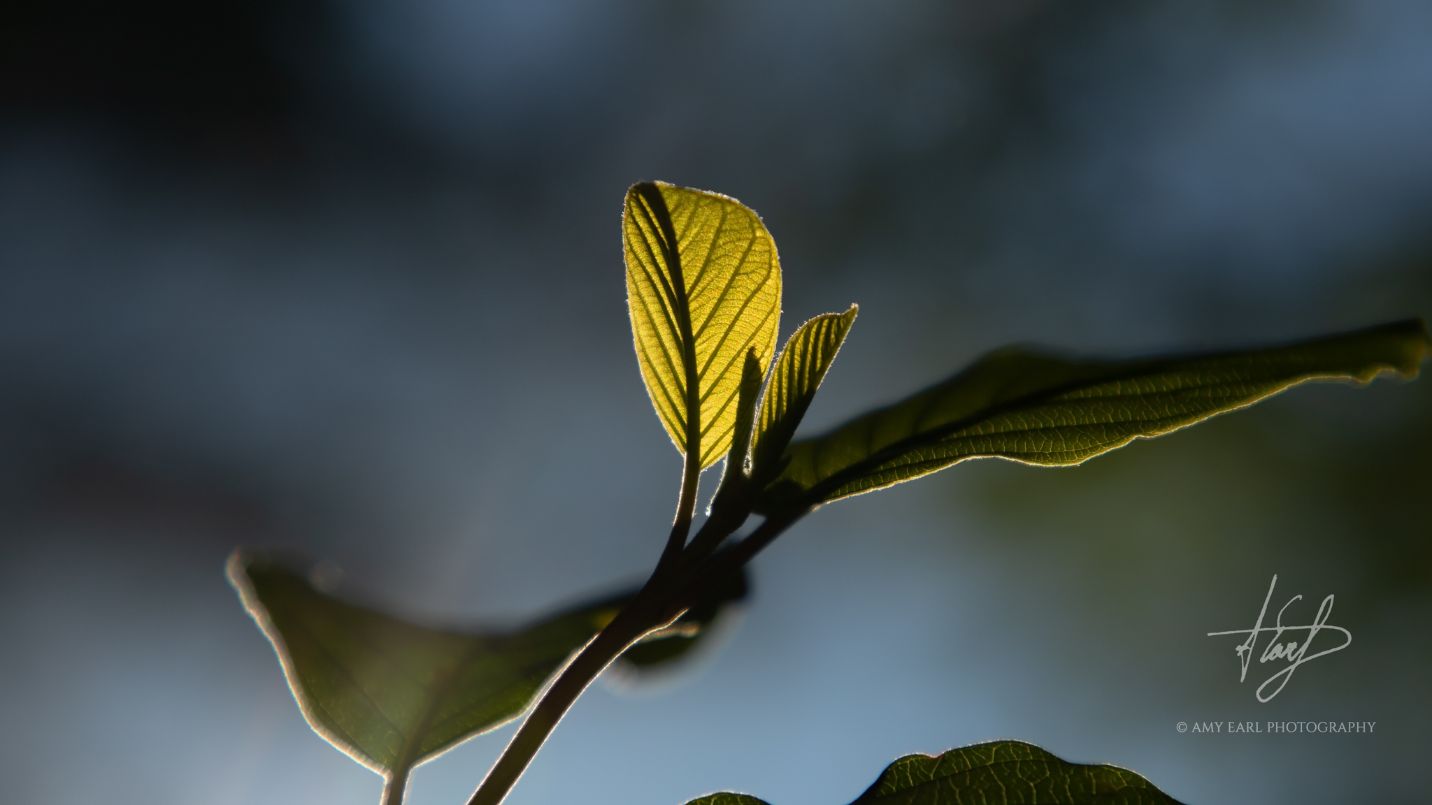 IMG_7623-Edit-2048px.jpg