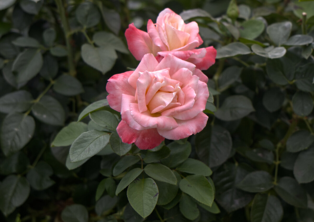 IMG_8718.jpg