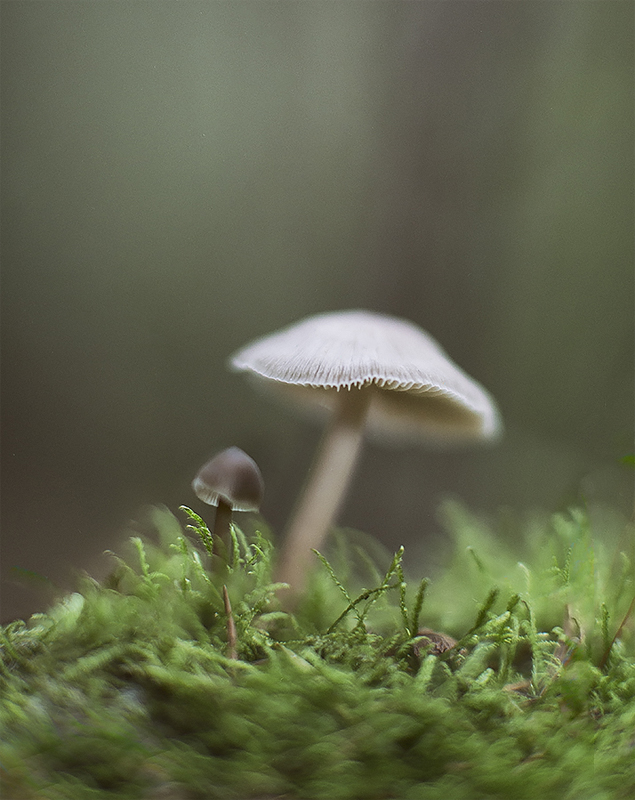 In the Wood.jpg