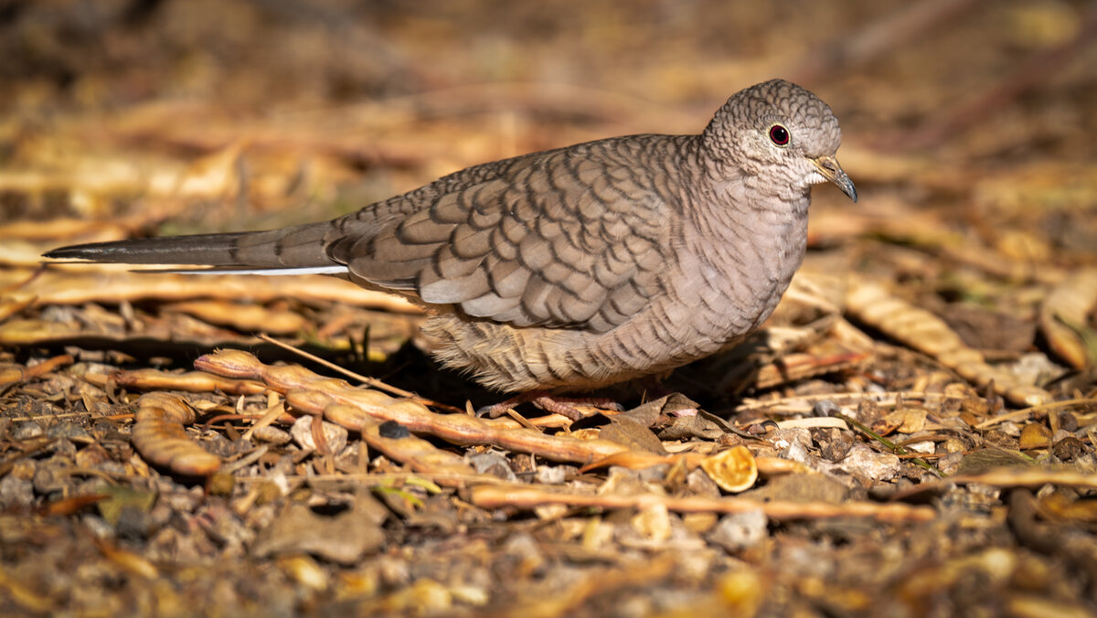 Inca dove-5919-Edit.jpg