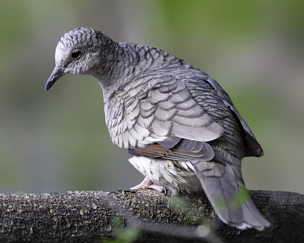 Inca Dove V.jpg