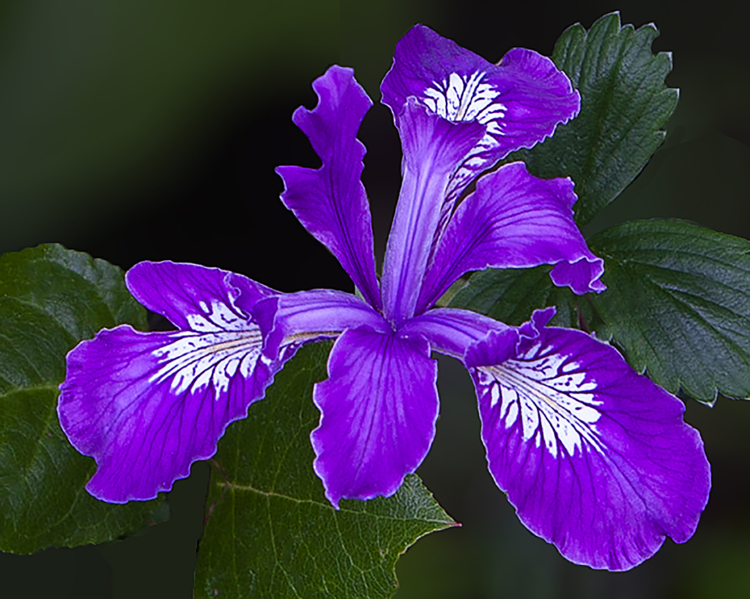 iris small.jpg