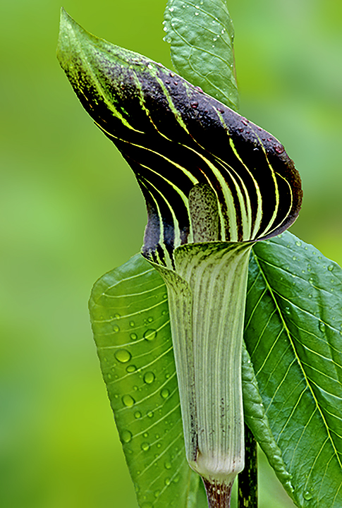 jack in the pulpit.jpg