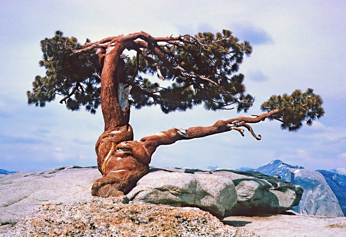 Jeffery Pine atop Sentinal Dome.jpg