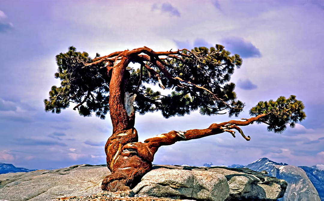JEFFREY PINE 10.jpg