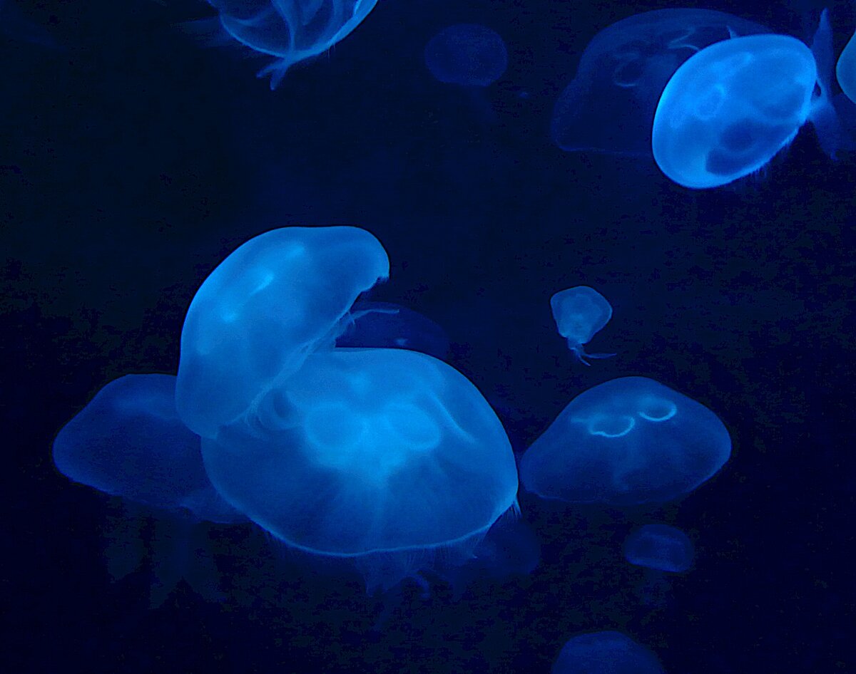 jellies.jpg