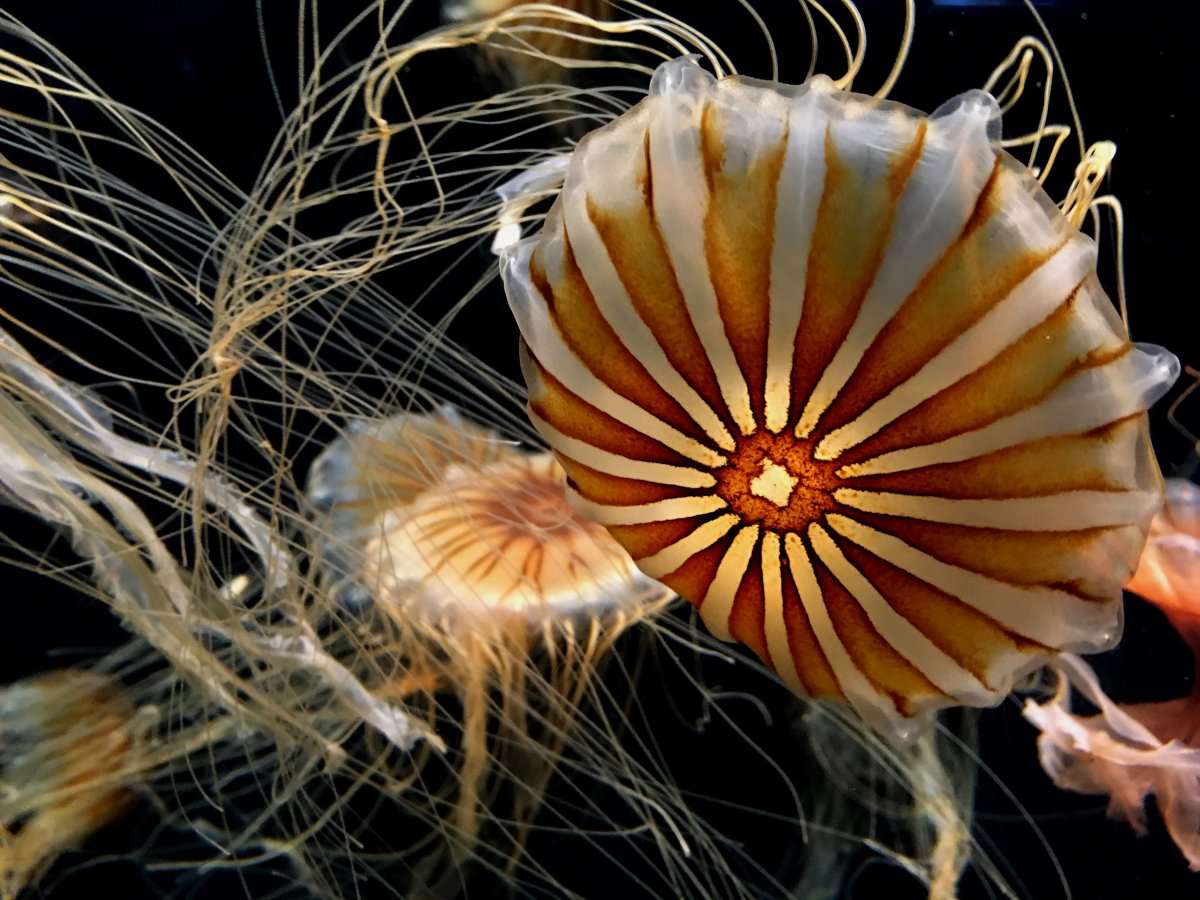 Jelly Fish.JPG