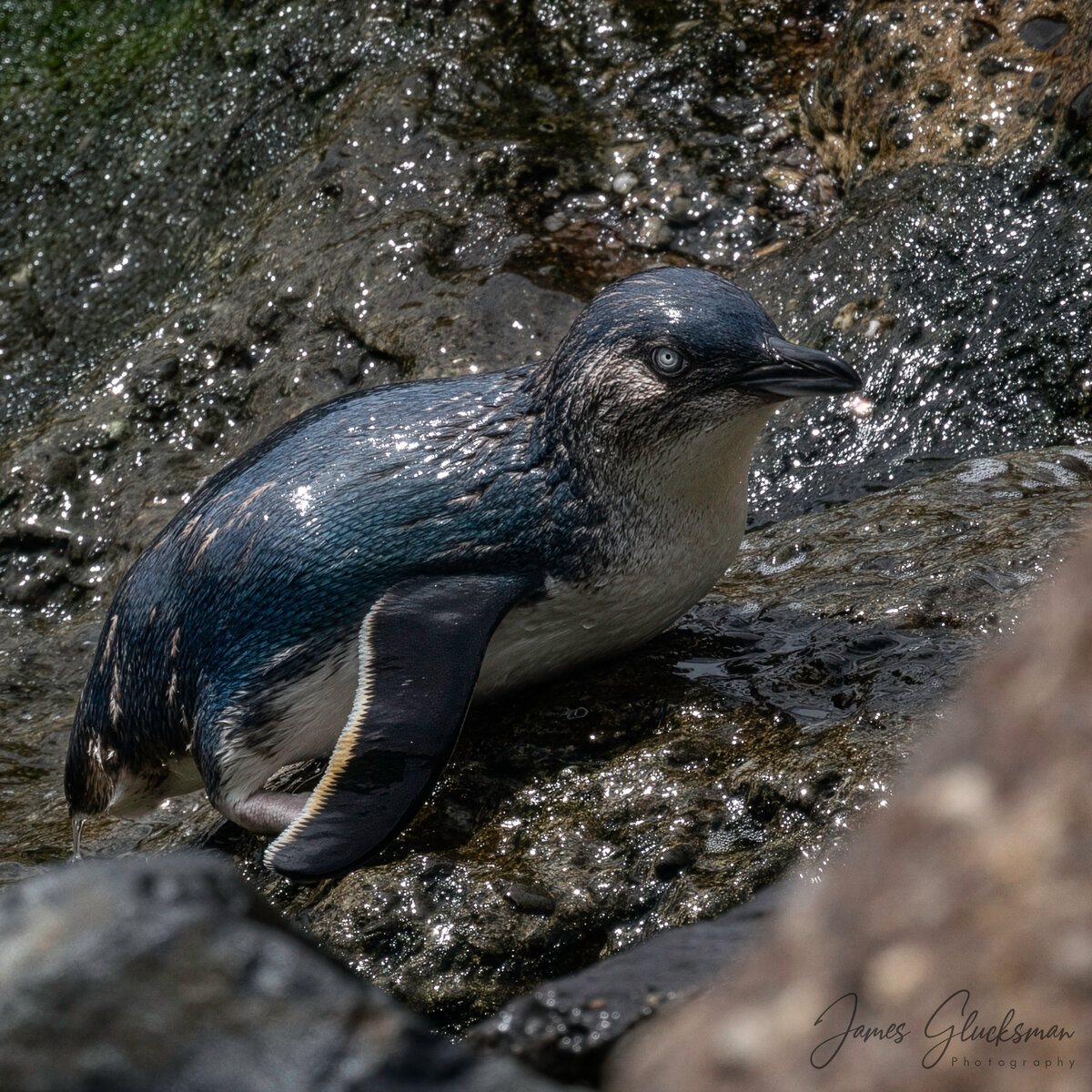 jg-20251112-Canon EOS R5m2-6319 Firefly Upscaler 2x scale-LargeJPEG-3.jpg