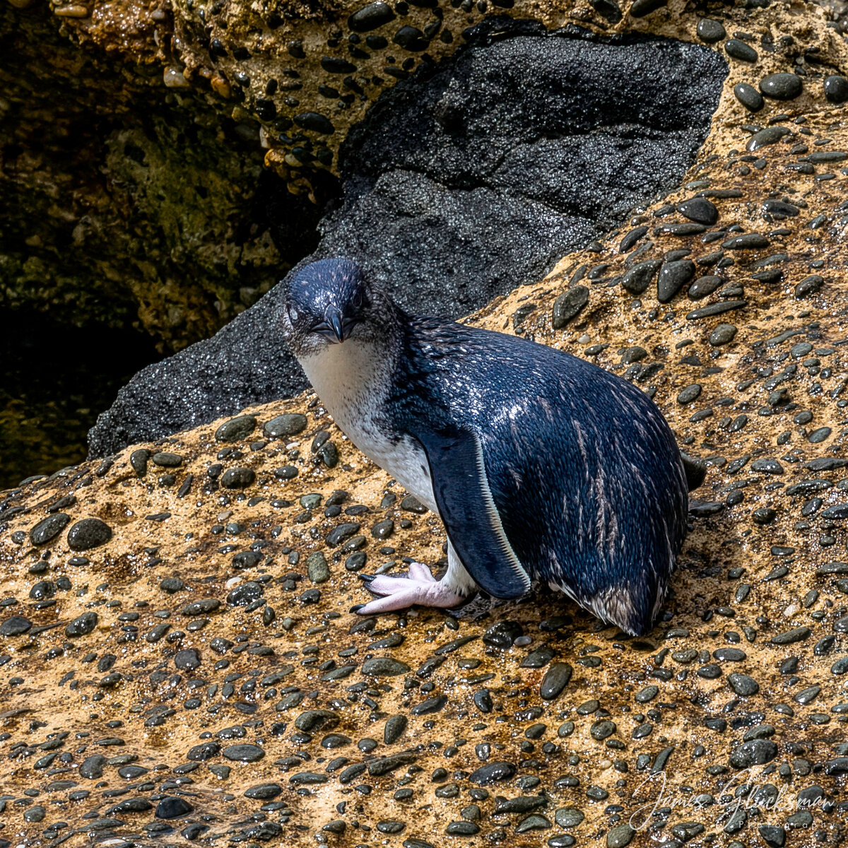 jg-20251112-Canon EOS R5m2-6344 Firefly Upscaler 2x scale-LargeJPEG.jpg