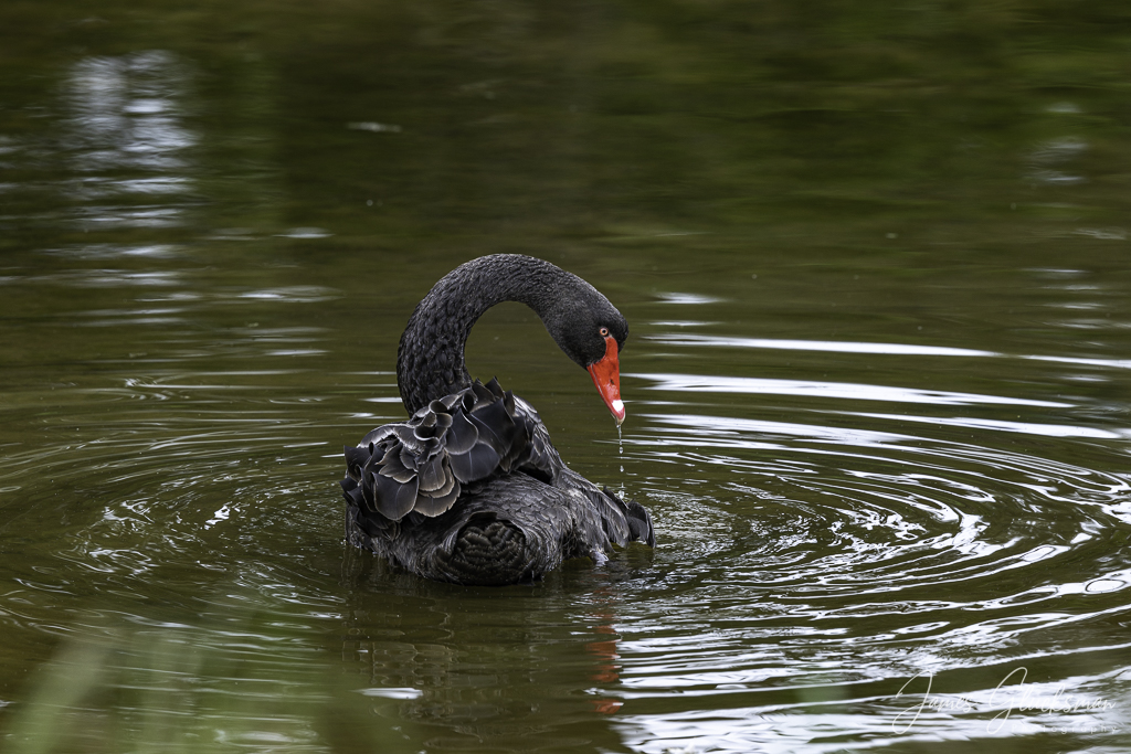 jg-20251122-Canon EOS R5m2-7646.jpg