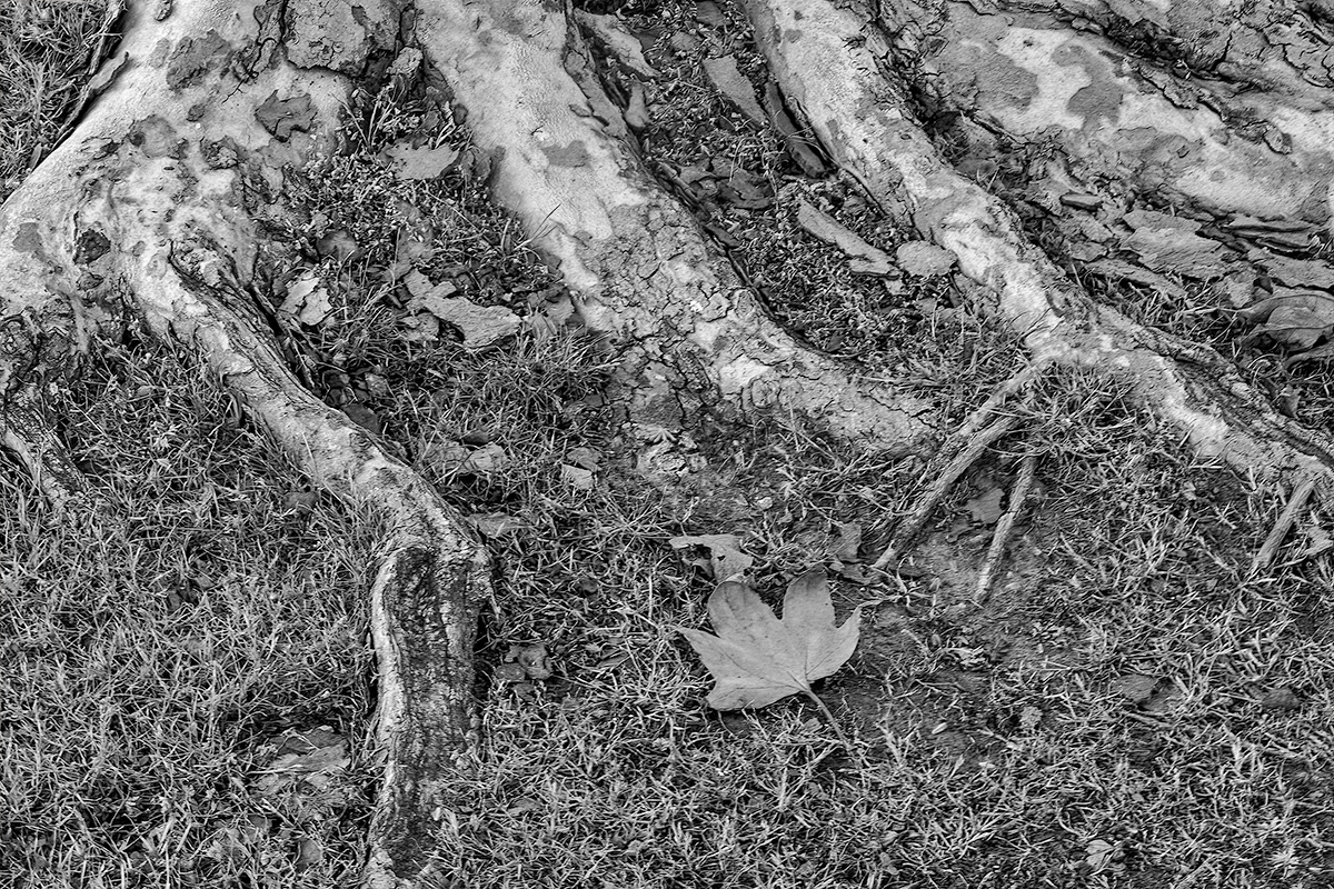 JimsRoots_3000pixBW.jpg