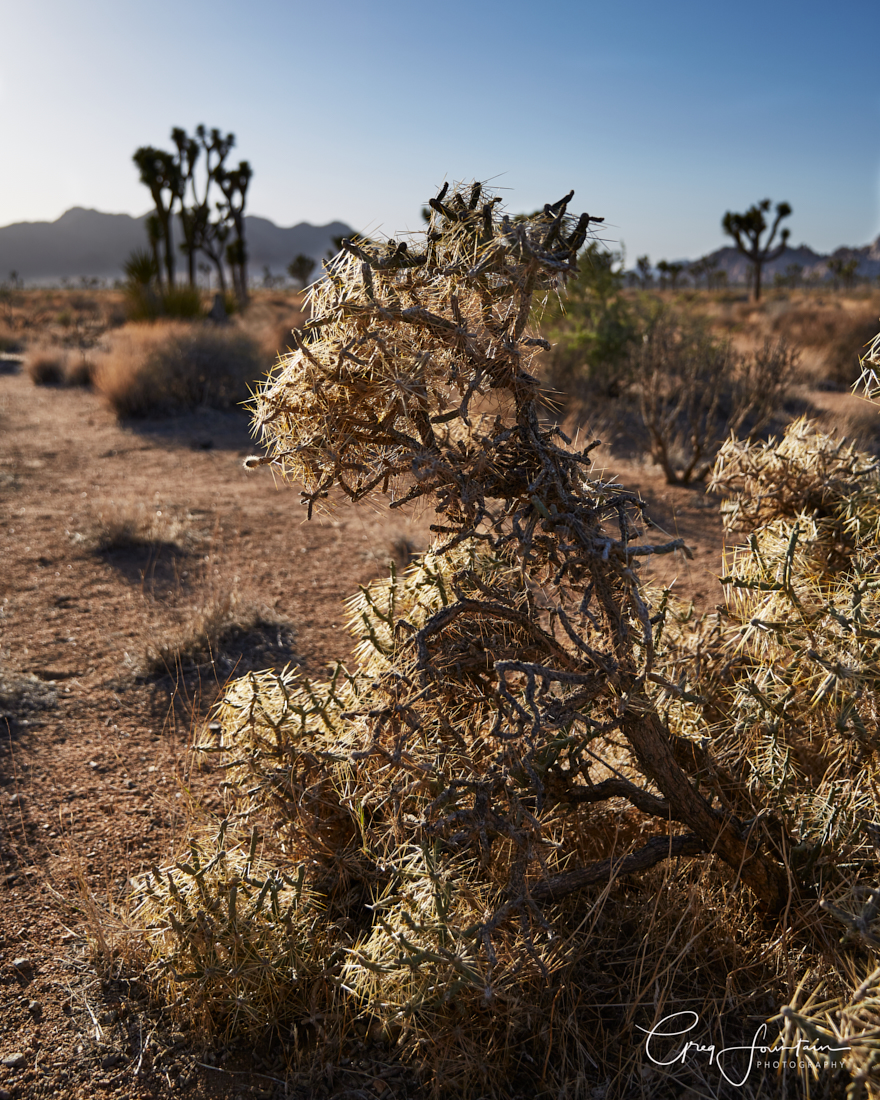 Joshua Tree NP-165.jpg