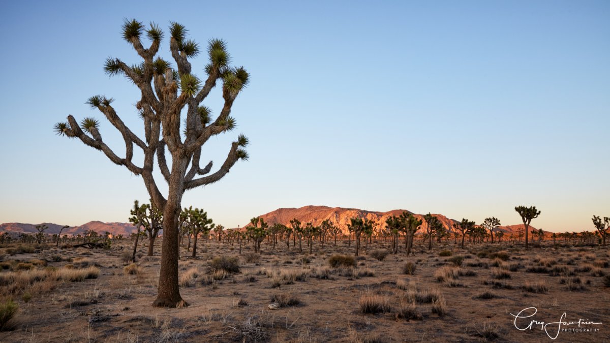 Joshua Tree NP-259 1 1.jpg
