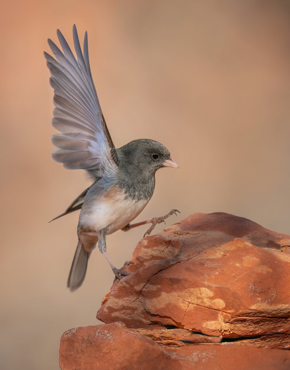 Junco-7951-Edit.jpg