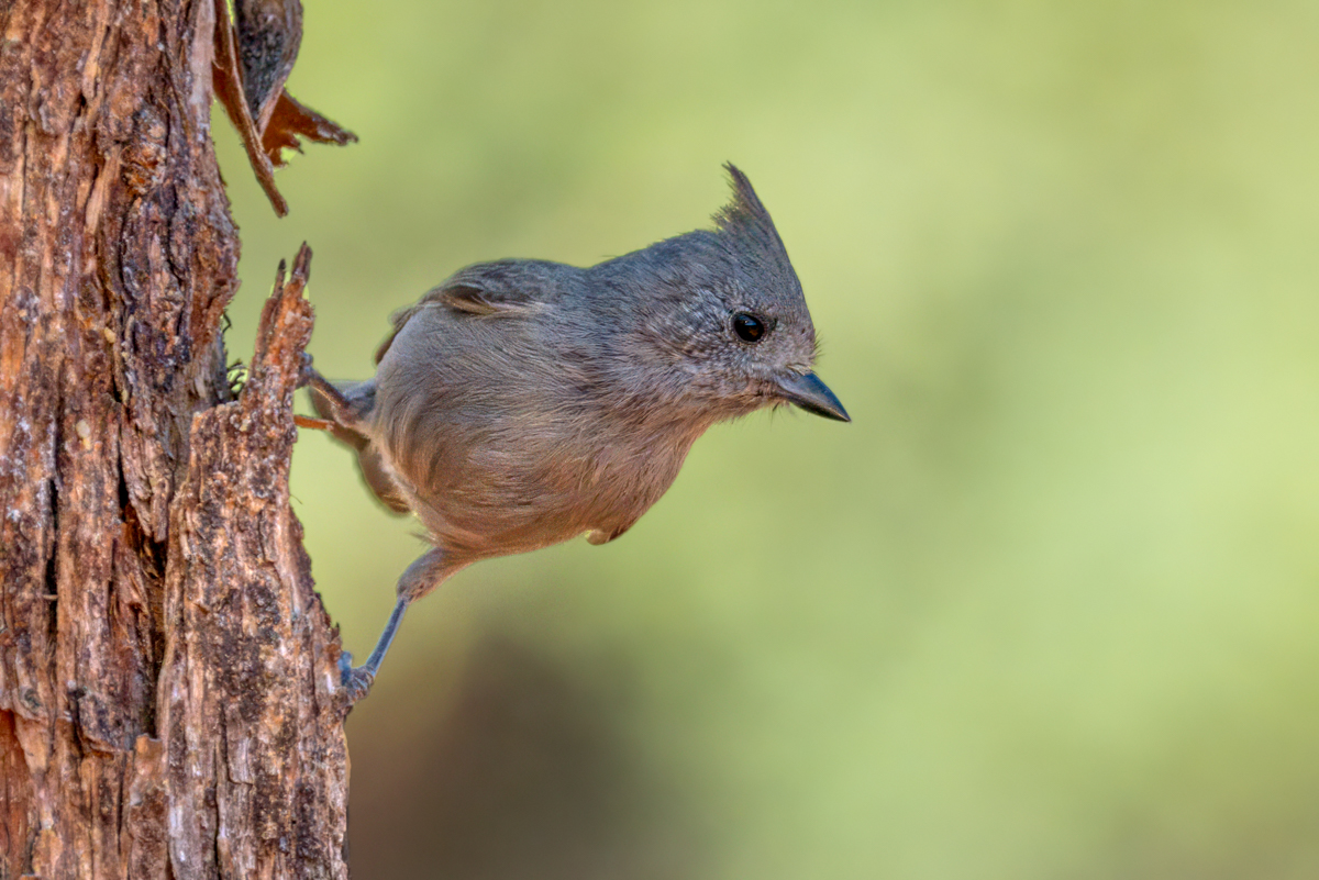 Juniper titmouse 0591-Edit.jpg