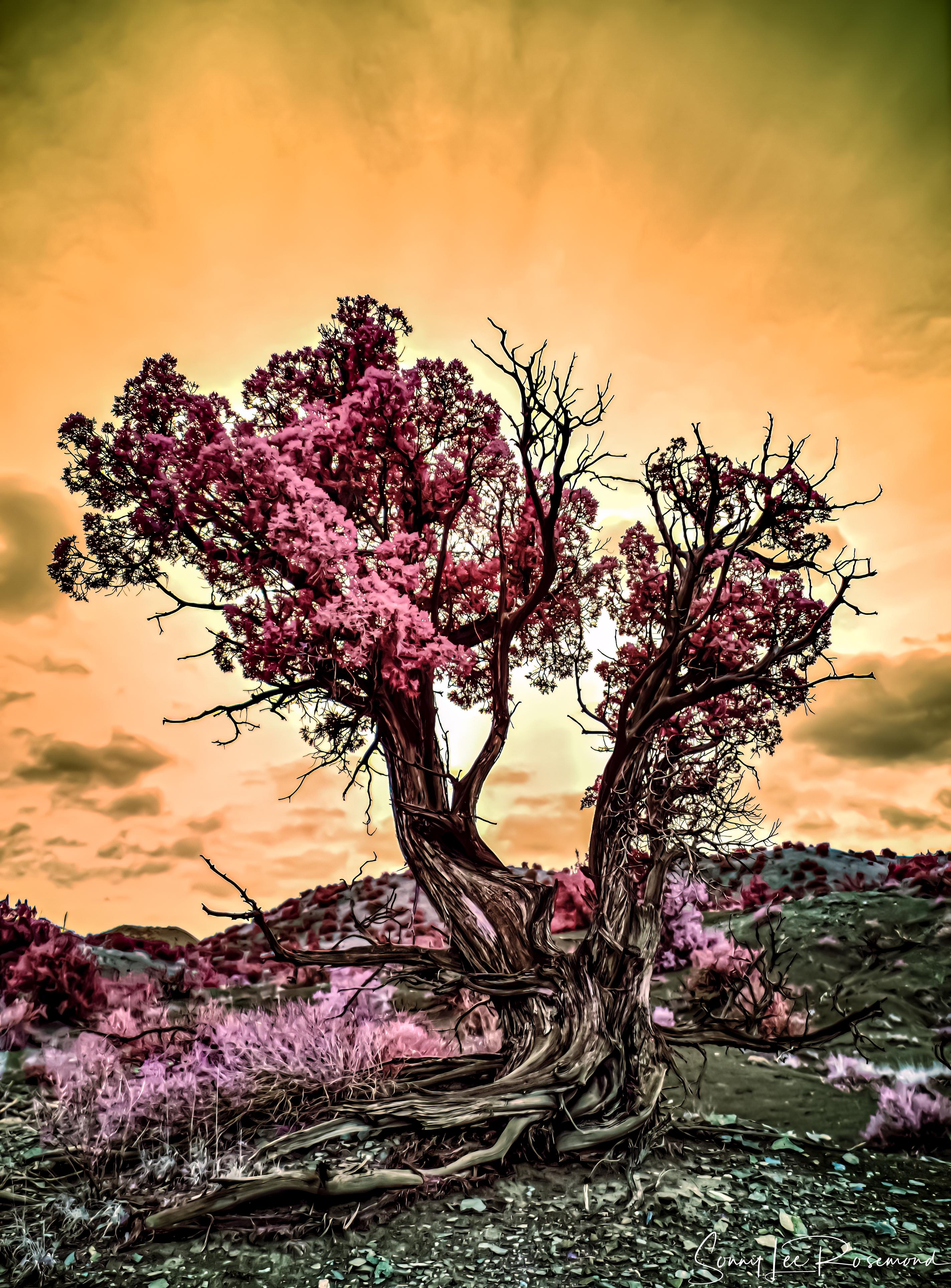 Juniper_Color-topaz-denoise-1.jpg